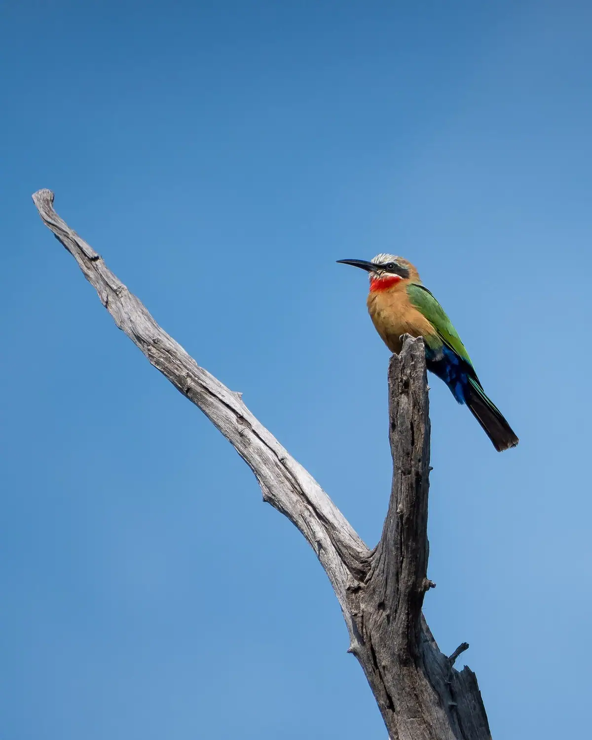 A white-fronted bee-eater on the Chobe riverfront