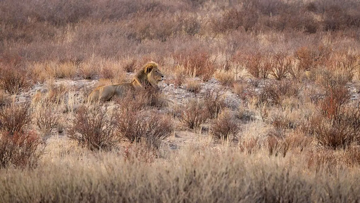 A black-maned Kalahari lion in the desert