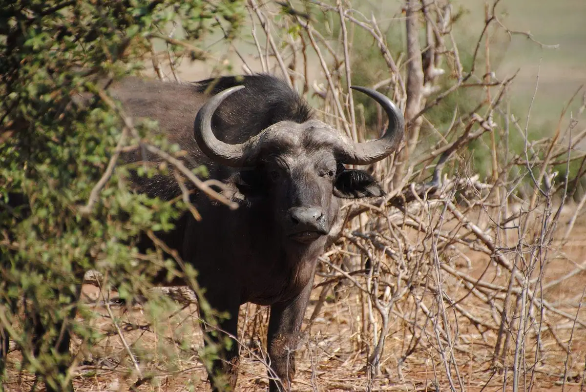 Cape buffalo in Chobe National Park