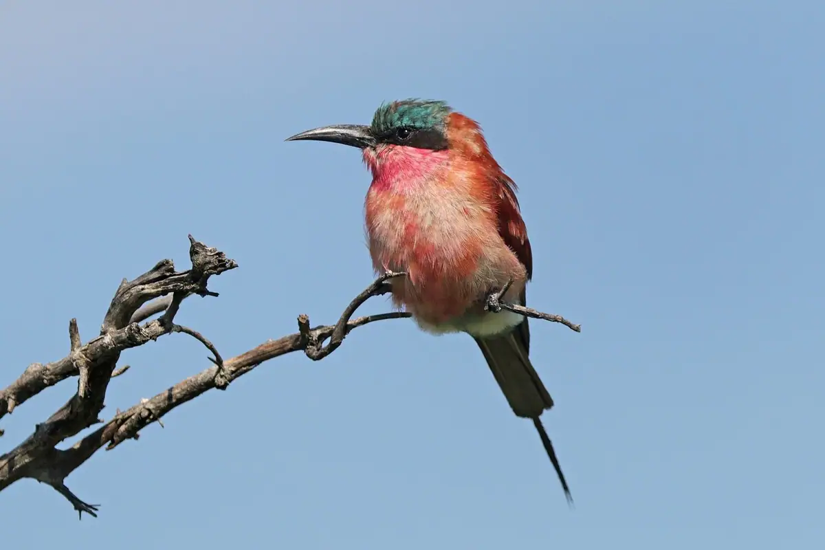 A southern carmine bee-eater, a summer migrant to Botswana