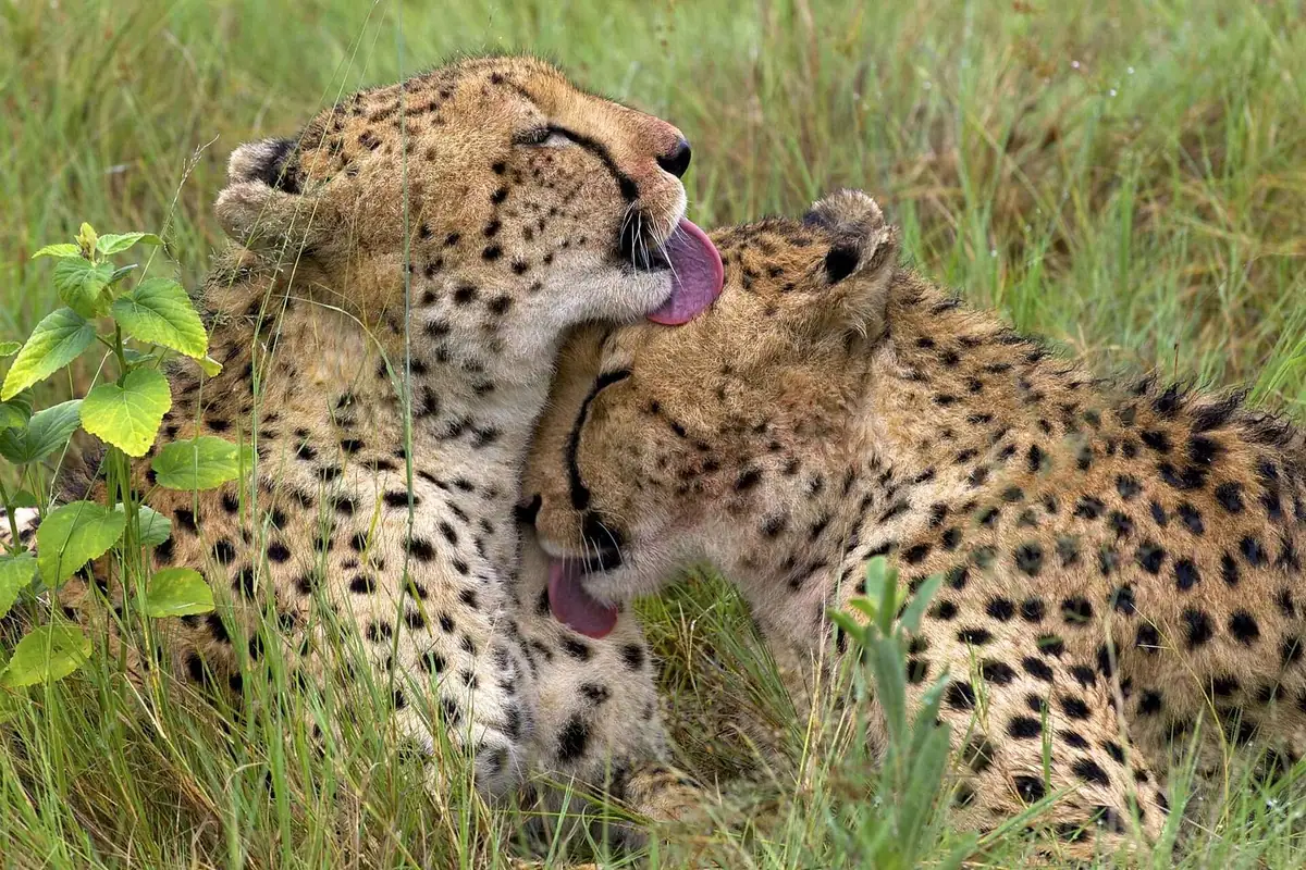 A coalition of cheetah brothers in Botswana