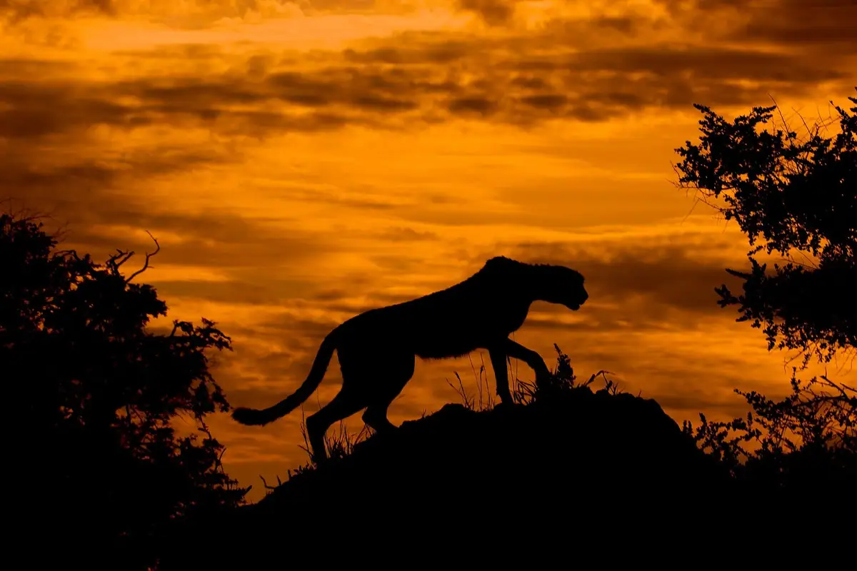 A cheetah at sunset in the Botswana bush