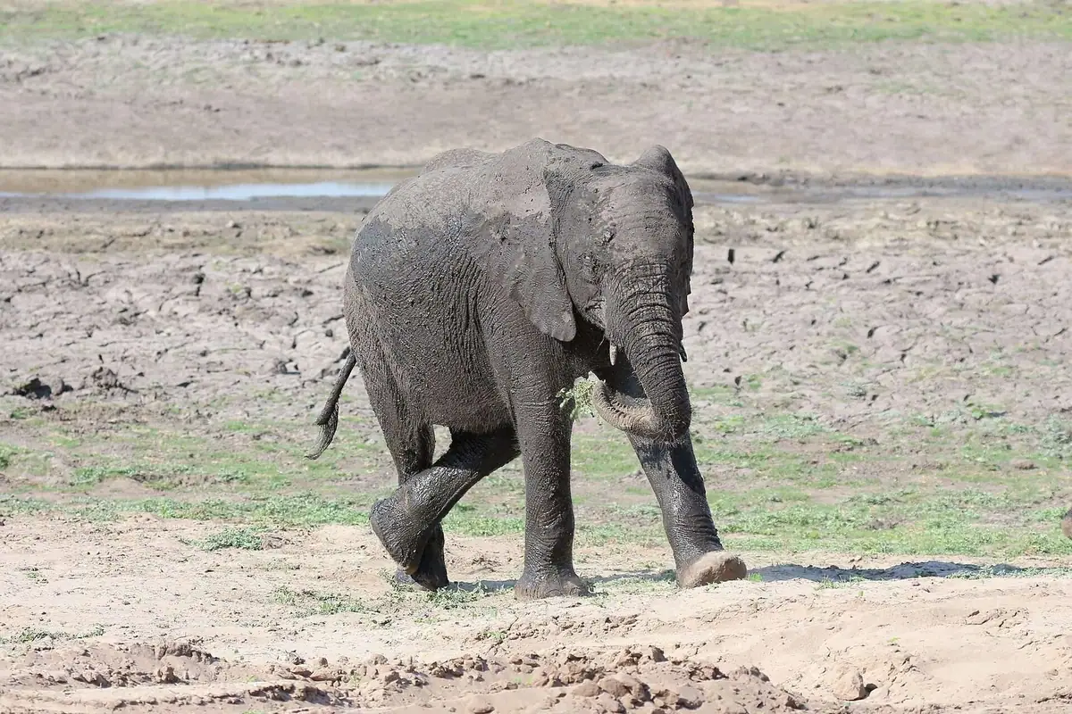 African elephant in Chobe National Park, Botswana