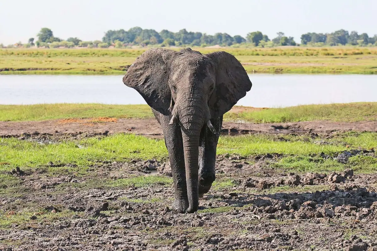 Elephant browsing in Chobe National Park