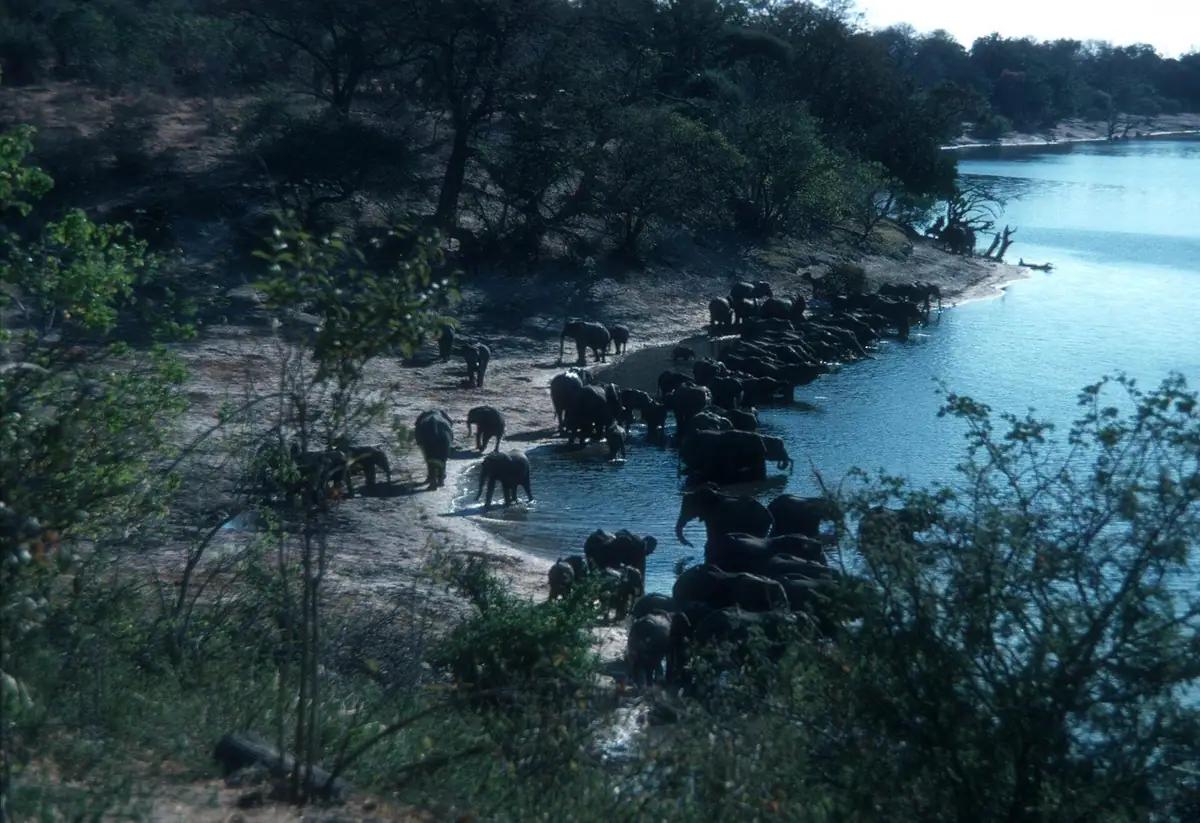 A herd of elephants drinking at the Chobe River