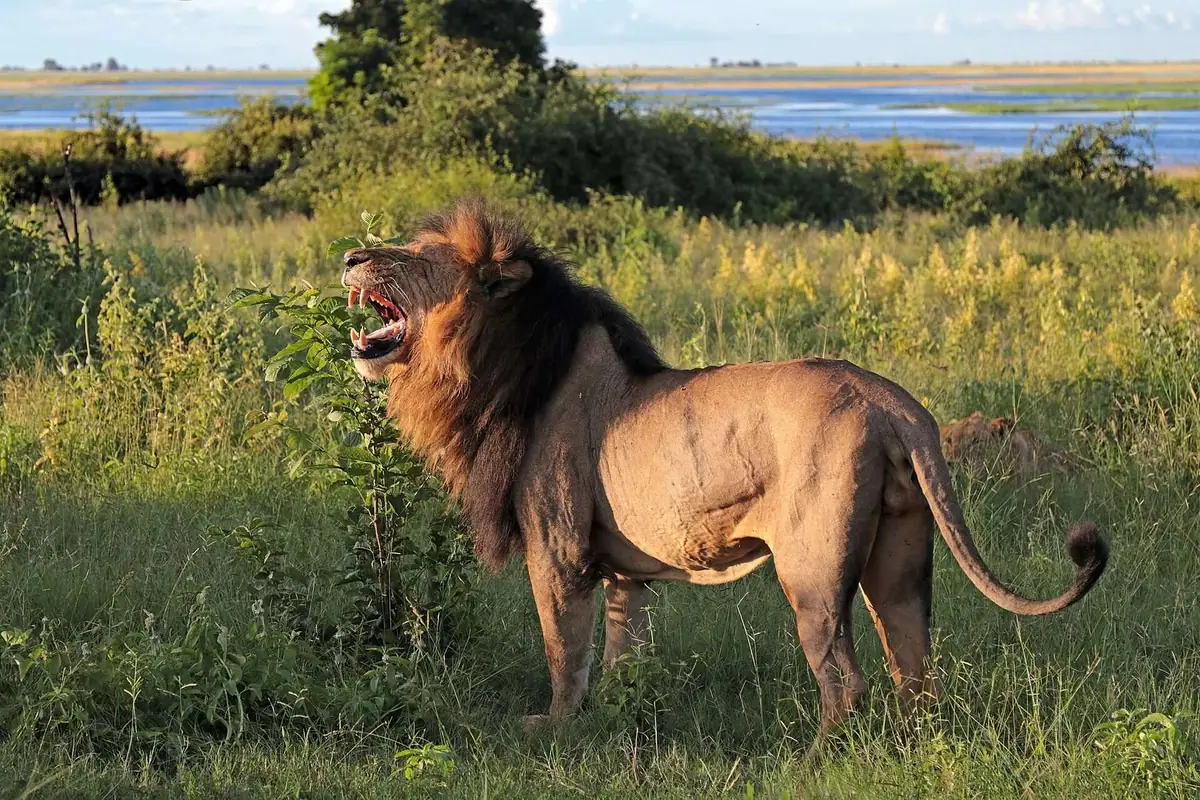 A mature male lion in Chobe National Park