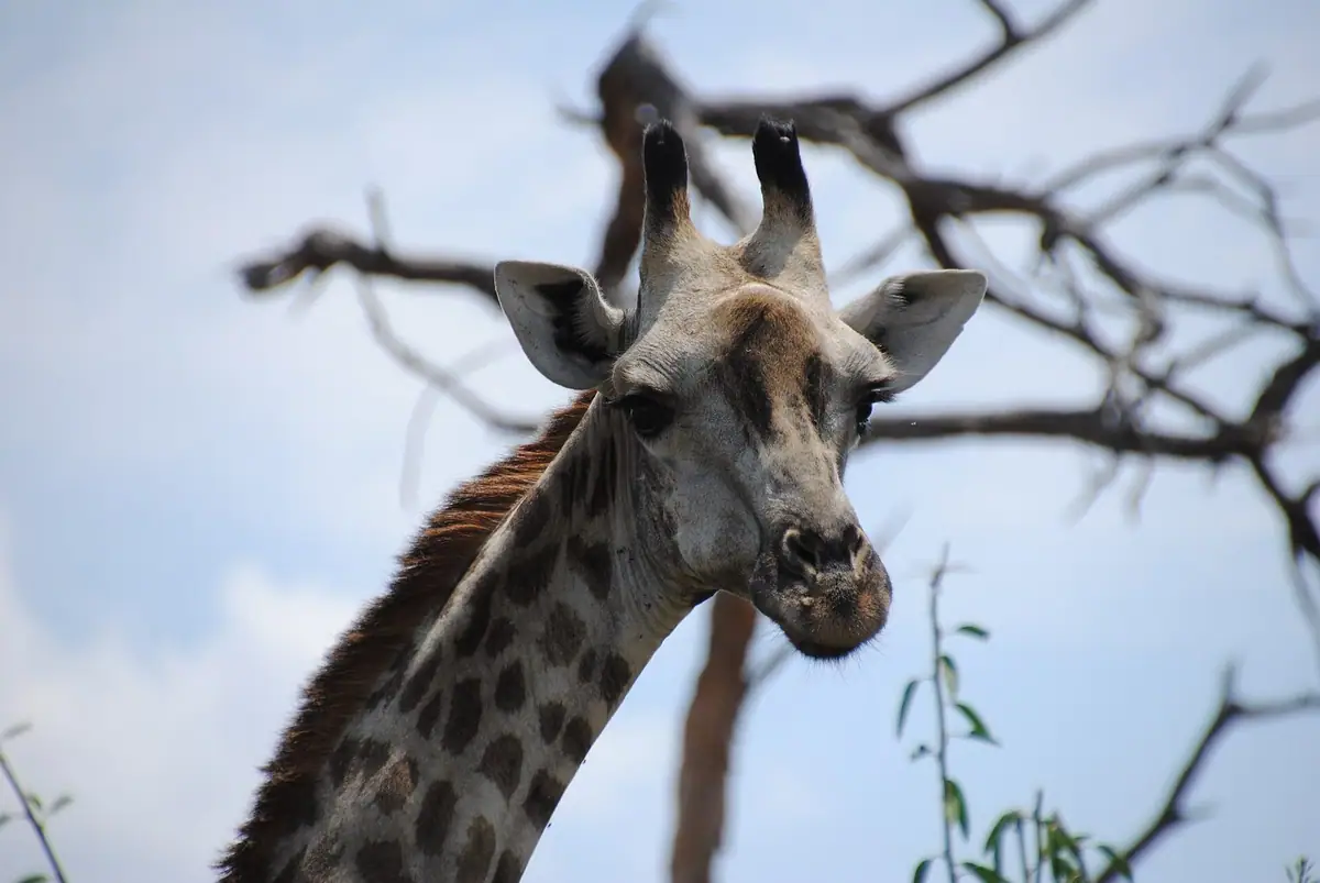 Giraffe browsing in northern Botswana