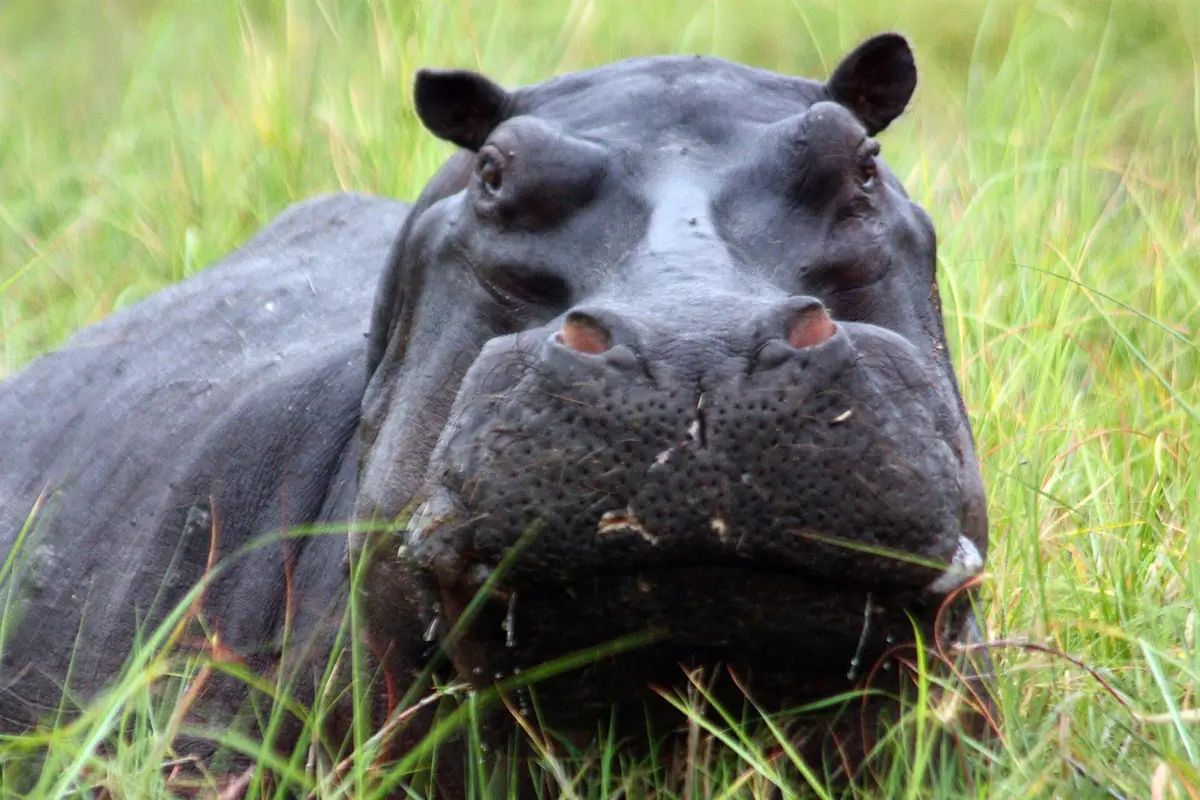 Hippopotamus in shallow water in the Okavango Delta
