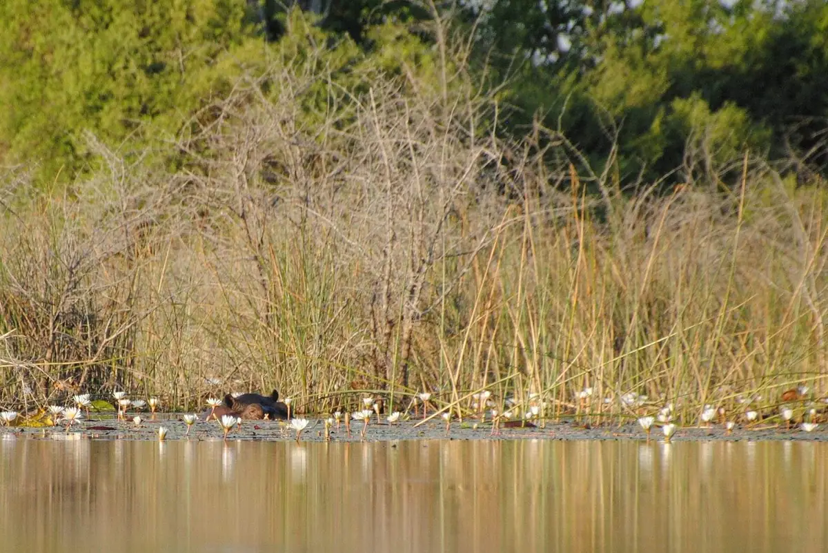 A hippopotamus surfacing in an Okavango Delta channel