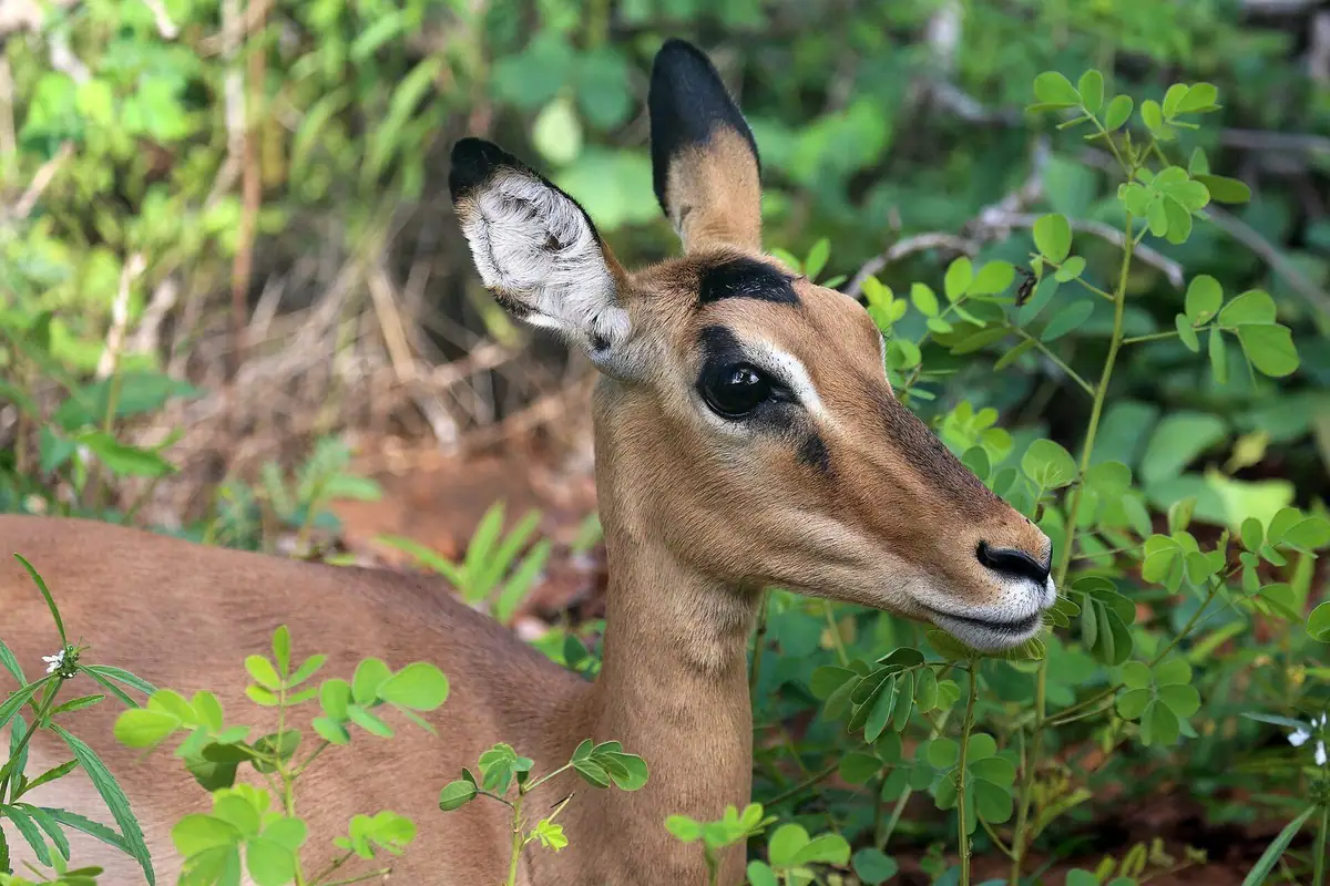 Impala in Chobe National Park, Botswana