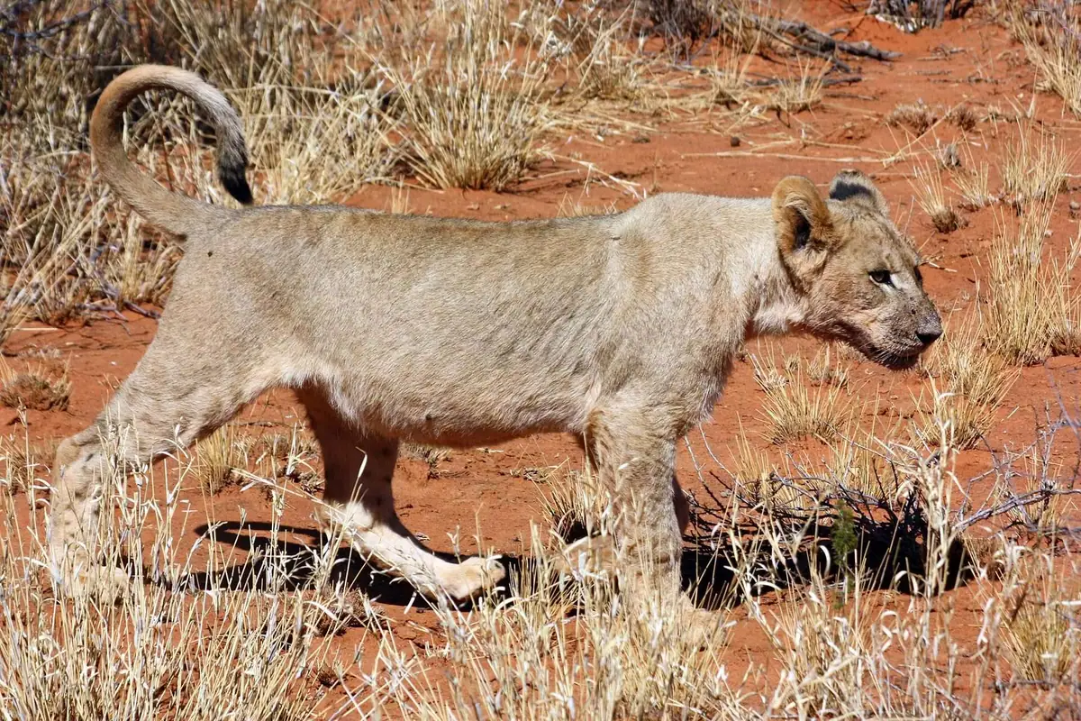 A young Kalahari lion
