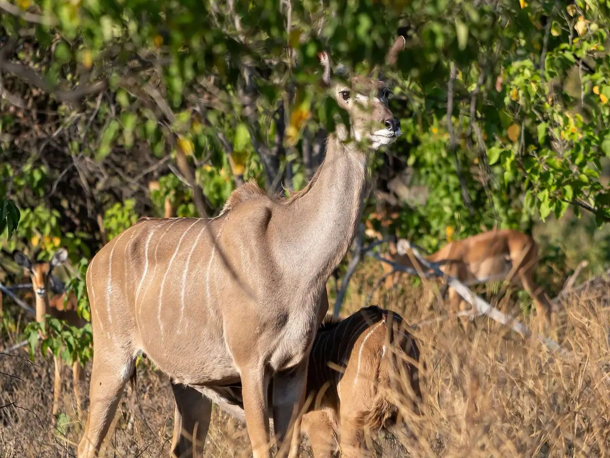 A greater kudu near Kasane, Chobe National Park