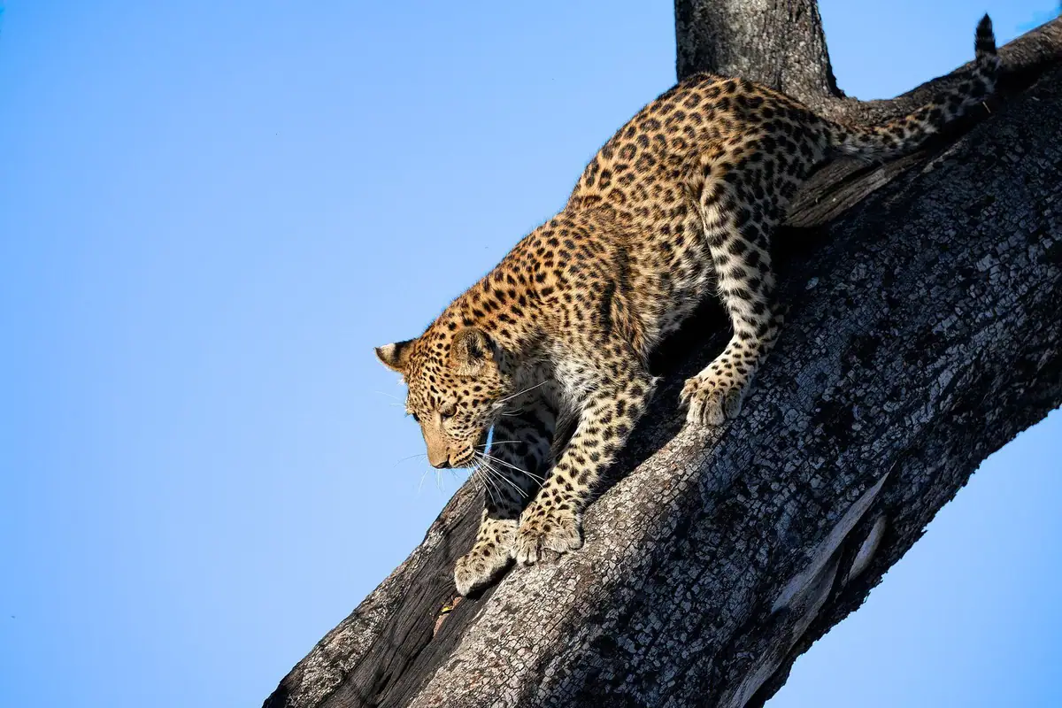 A leopard descending from a tree in Botswana