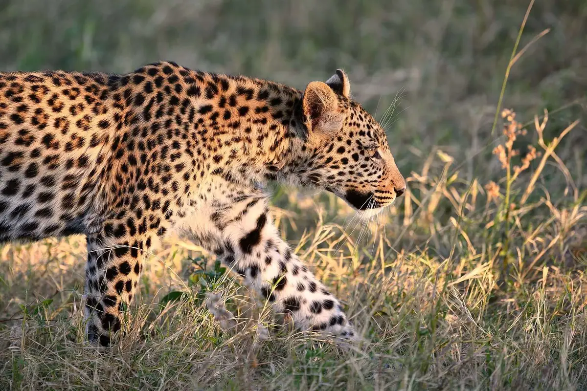 A leopard walking into the evening light