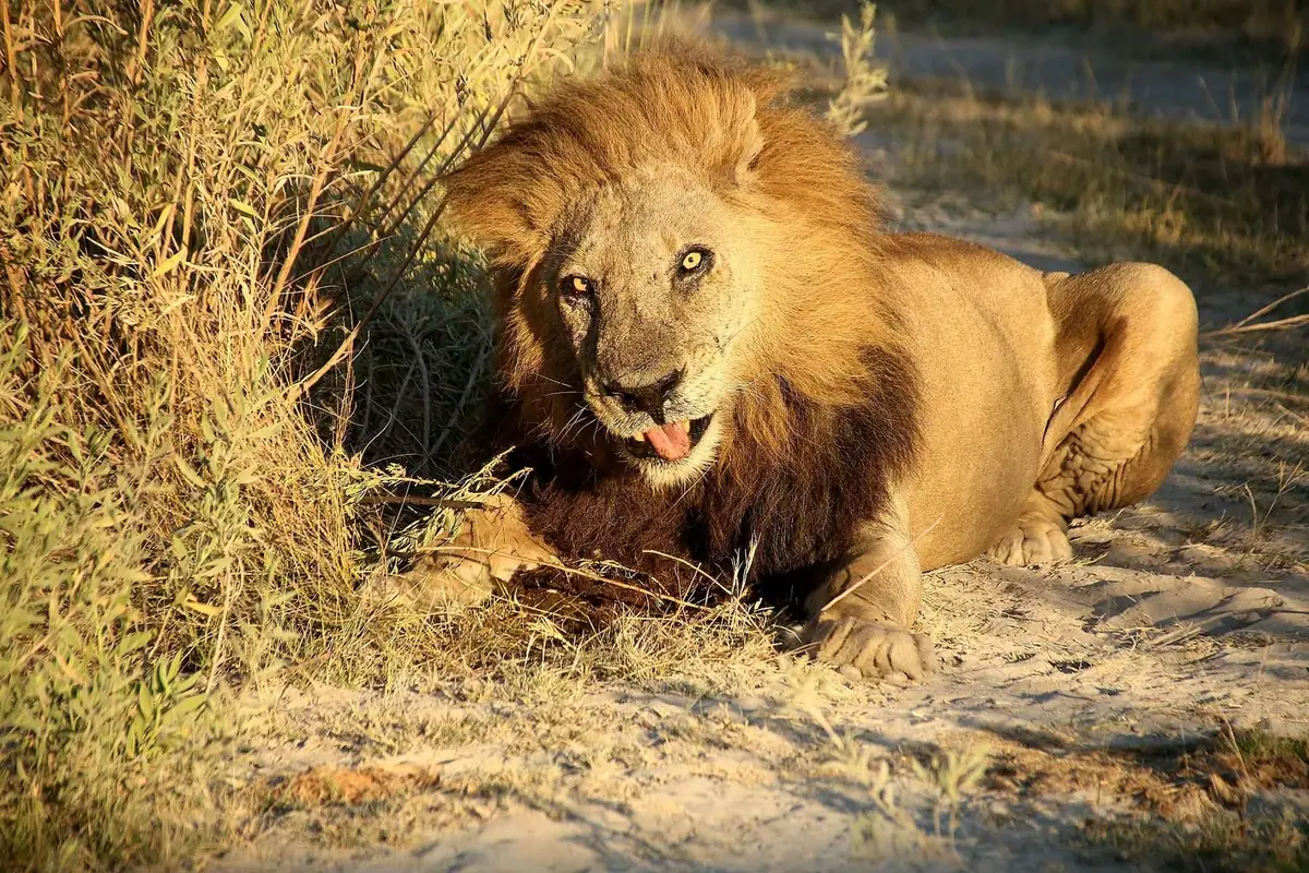 A lion resting in the Botswana bush