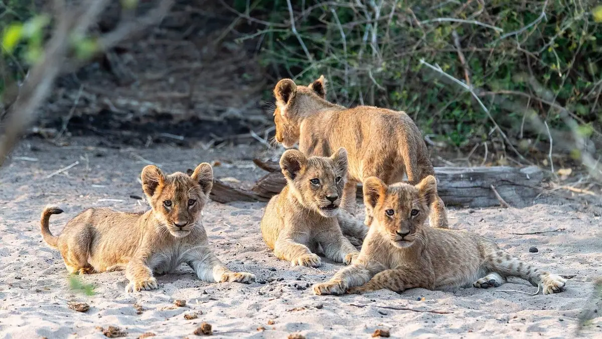 Lion cubs in Chobe National Park, Botswana
