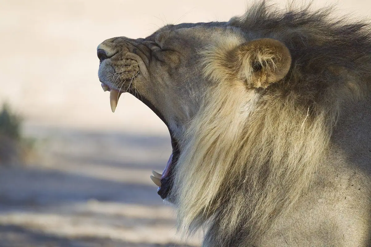 A Kalahari lion yawning at first light