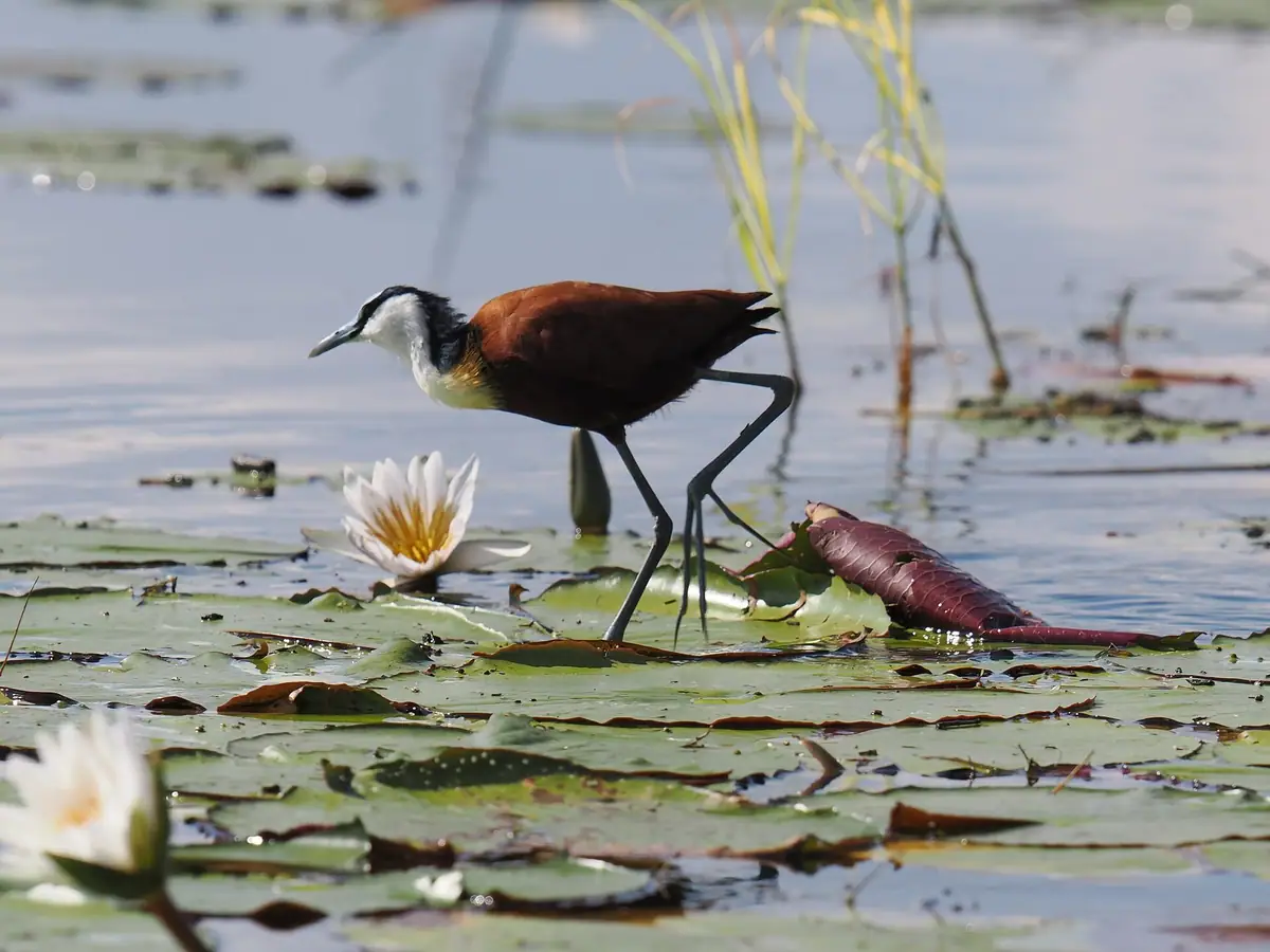An African jacana among water lilies on the Thamalakane River