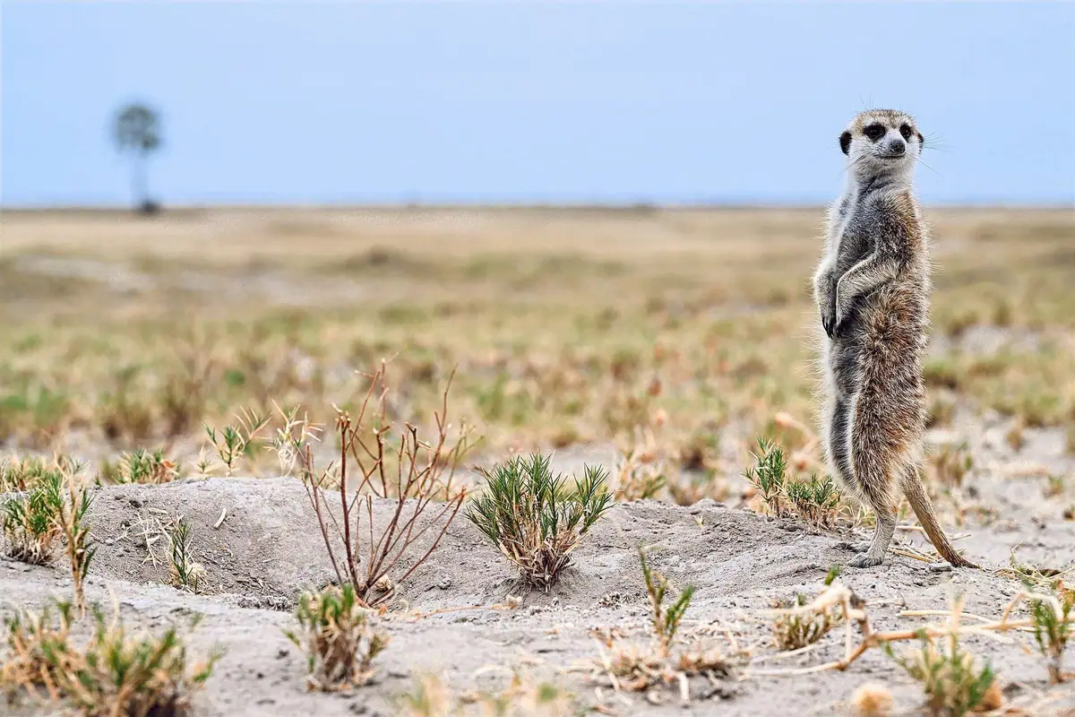 A meerkat standing sentry on the Makgadikgadi pans