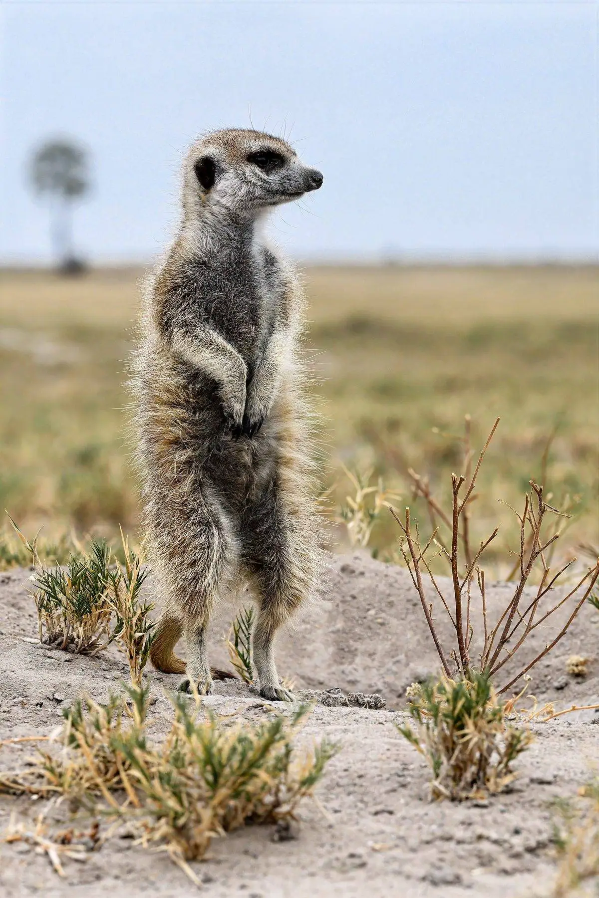 Close portrait of a meerkat on lookout