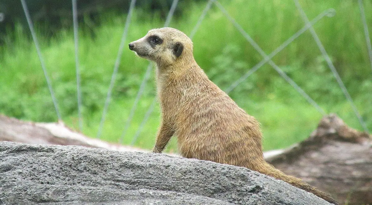 A colony of meerkats in the Kalahari