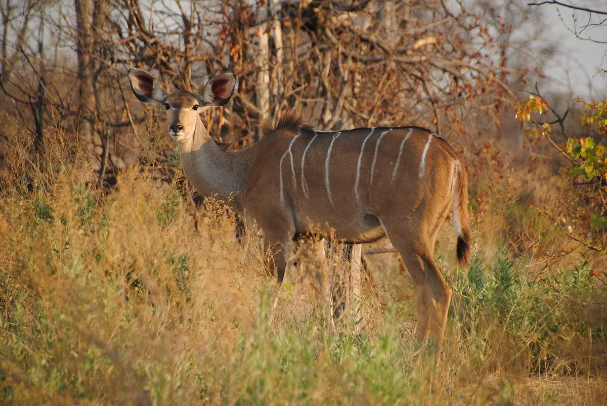 A female kudu in Moremi Game Reserve