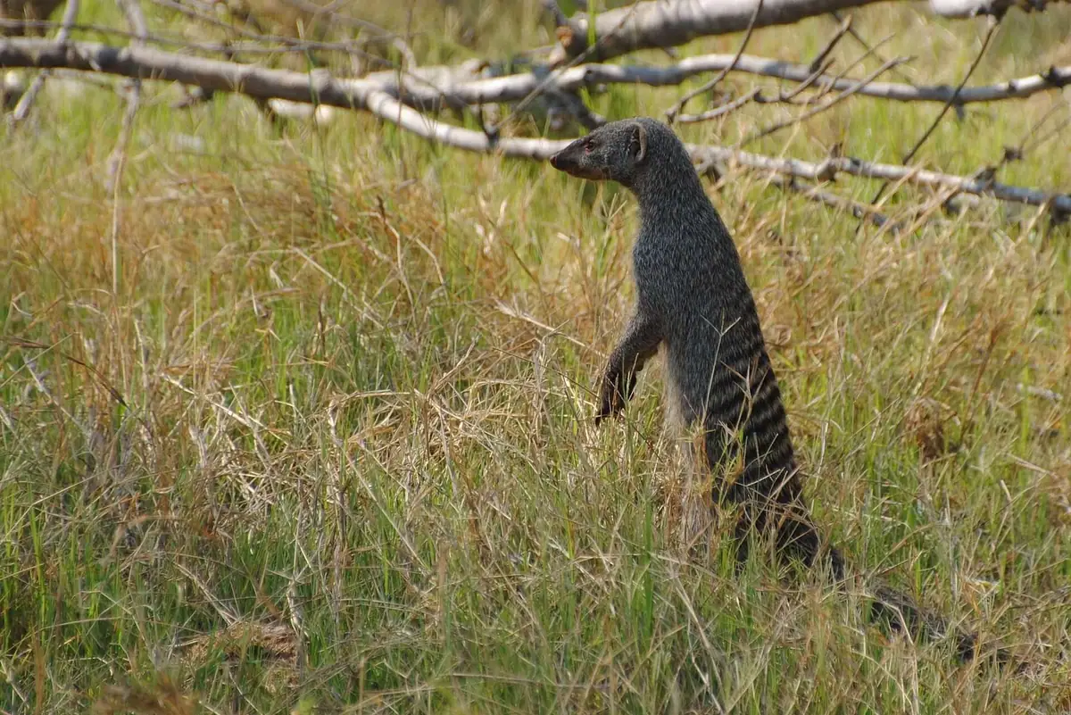 Banded mongoose in Moremi Game Reserve