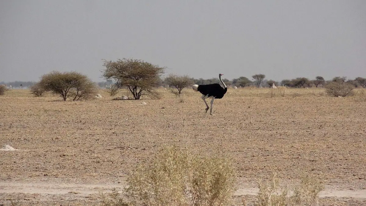 Open grassland in Nxai Pan National Park