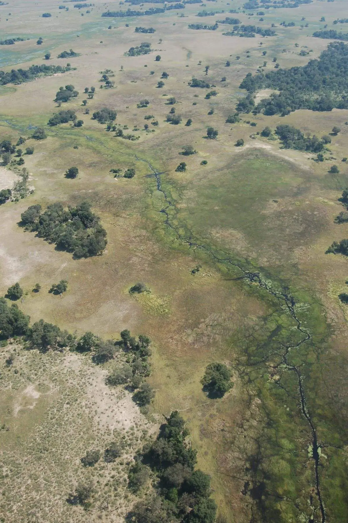 Reedbeds and open water in the Okavango Delta