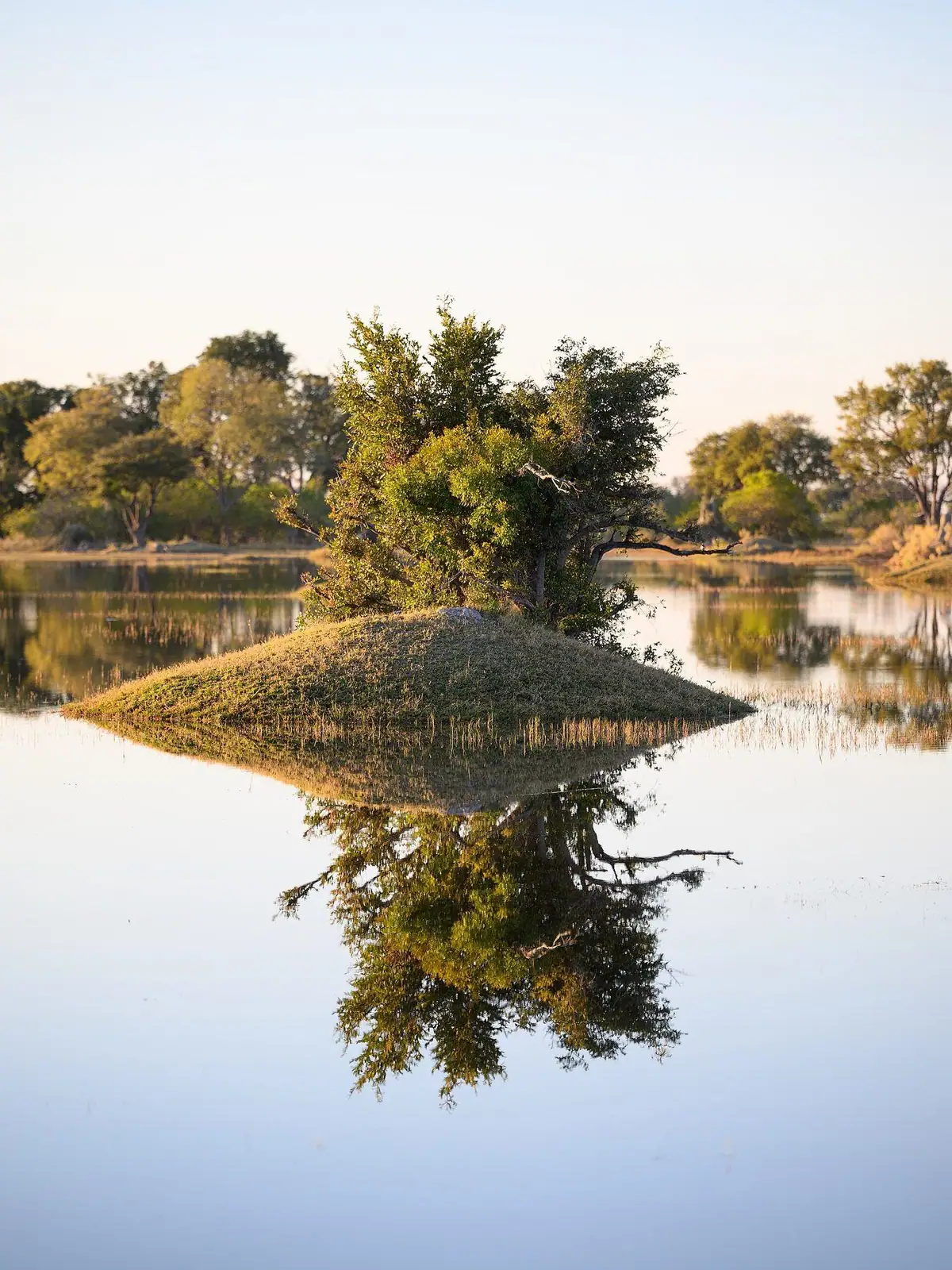 A palm island mirrored in still Okavango Delta water