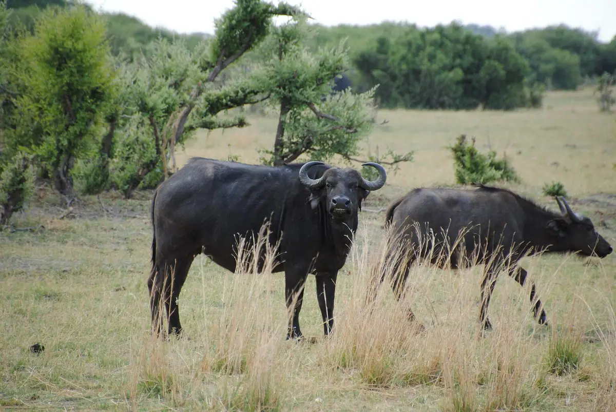 Buffalo herd on the Savuti marsh