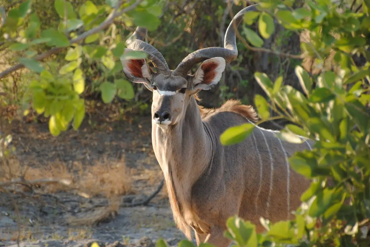 A male greater kudu in Savuti