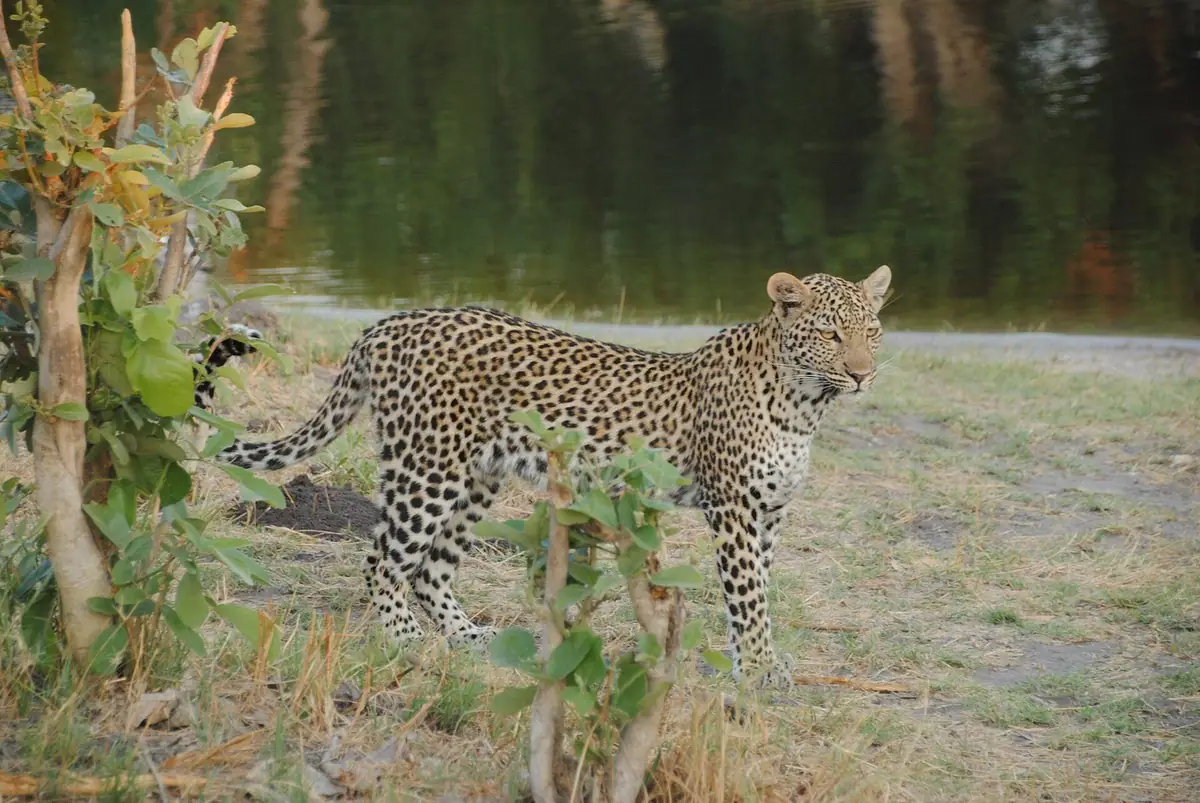 A leopard in the Savuti area of Chobe National Park