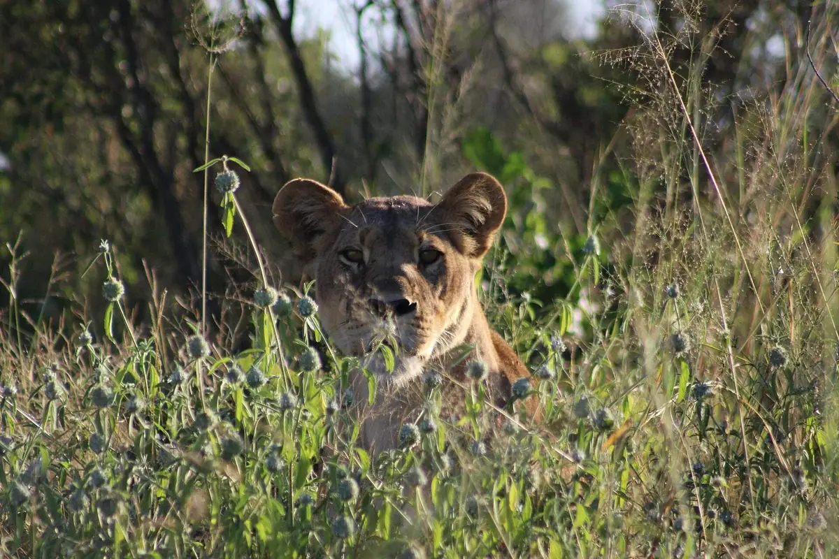 A lion in the Savuti marsh, northern Botswana