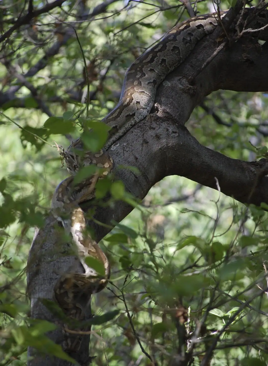 A southern African rock python in a tree at Mashatu Game Reserve