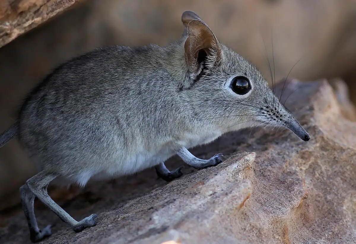 An eastern rock sengi on sandstone near Tuli Safari Lodge, Northern Tuli Game Reserve