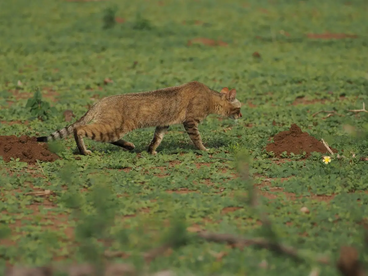 A southern African wildcat hunting in the Northern Tuli Game Reserve