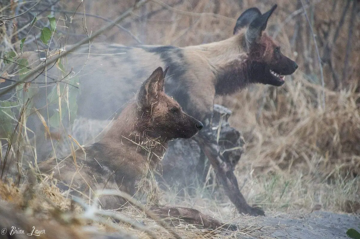 A pack of African wild dogs in northern Botswana