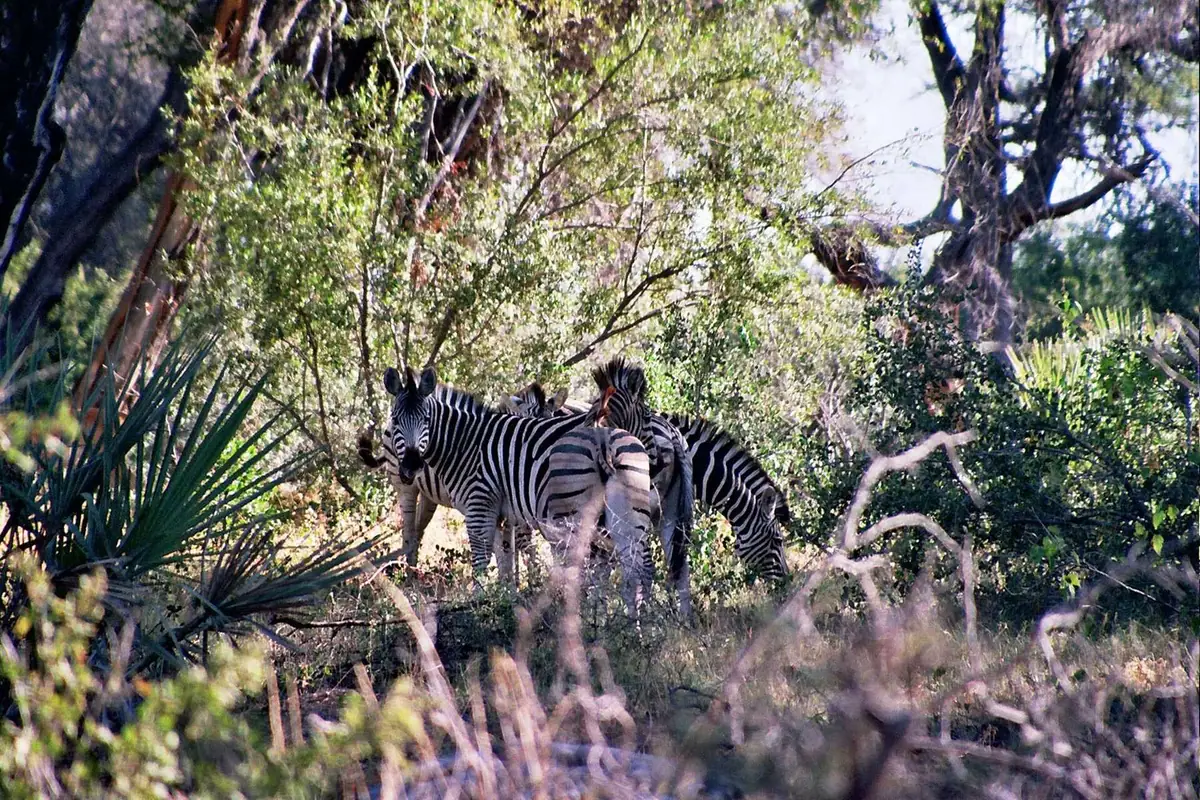 Zebra grazing on an Okavango Delta floodplain